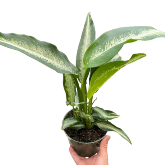 Dieffenbachia Panther Live Houseplant