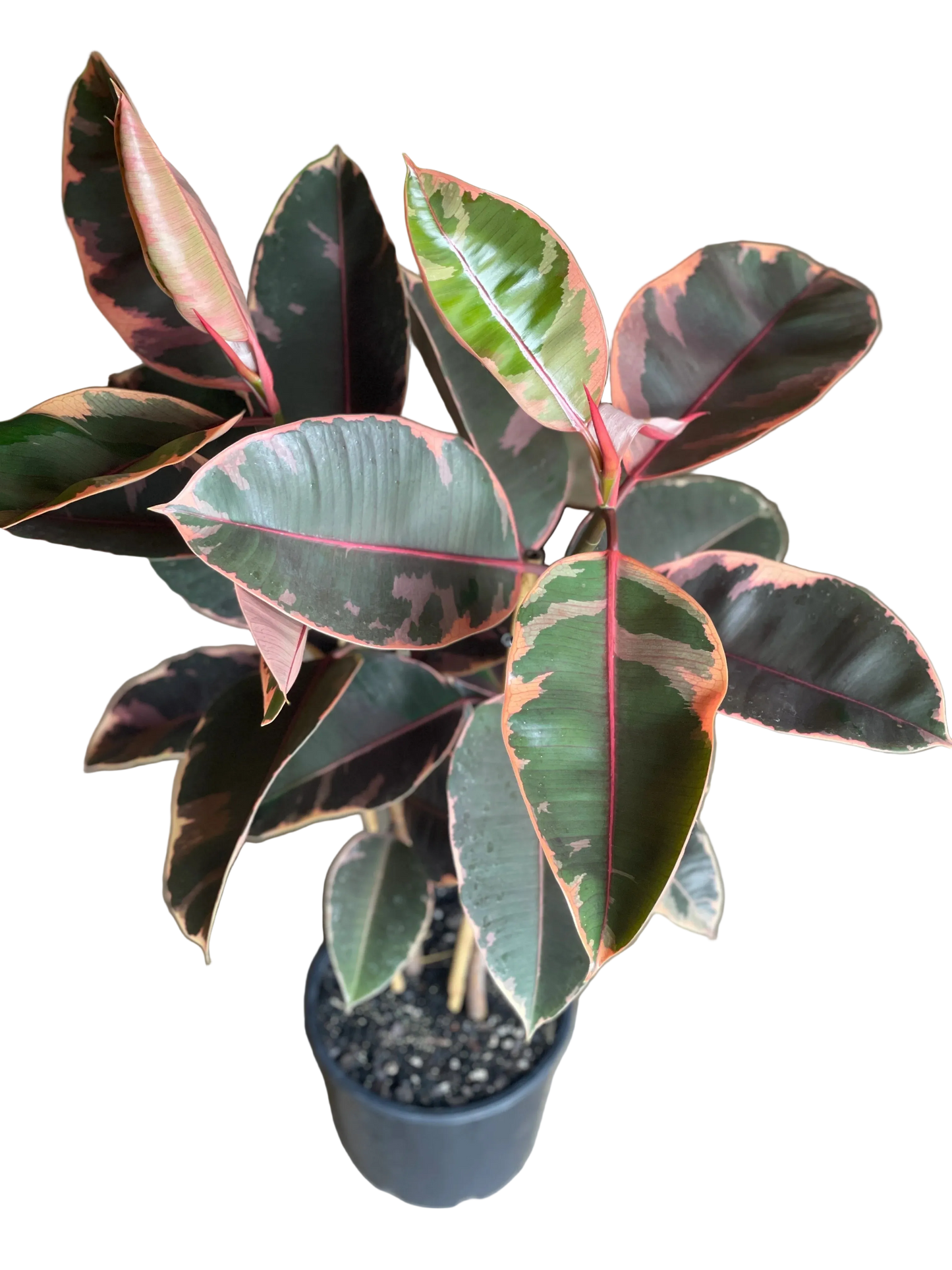 Ficus Elastica Ruby Pink Live Plant – 6 Inch Pot