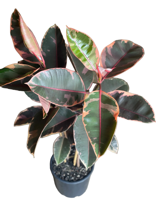 Ficus Elastica Ruby Pink Live Plant – 6 Inch Pot