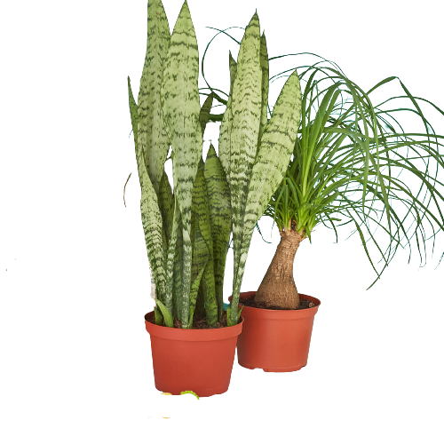 2 - 6" Indoor Plants Premium Monthly Subscription Box