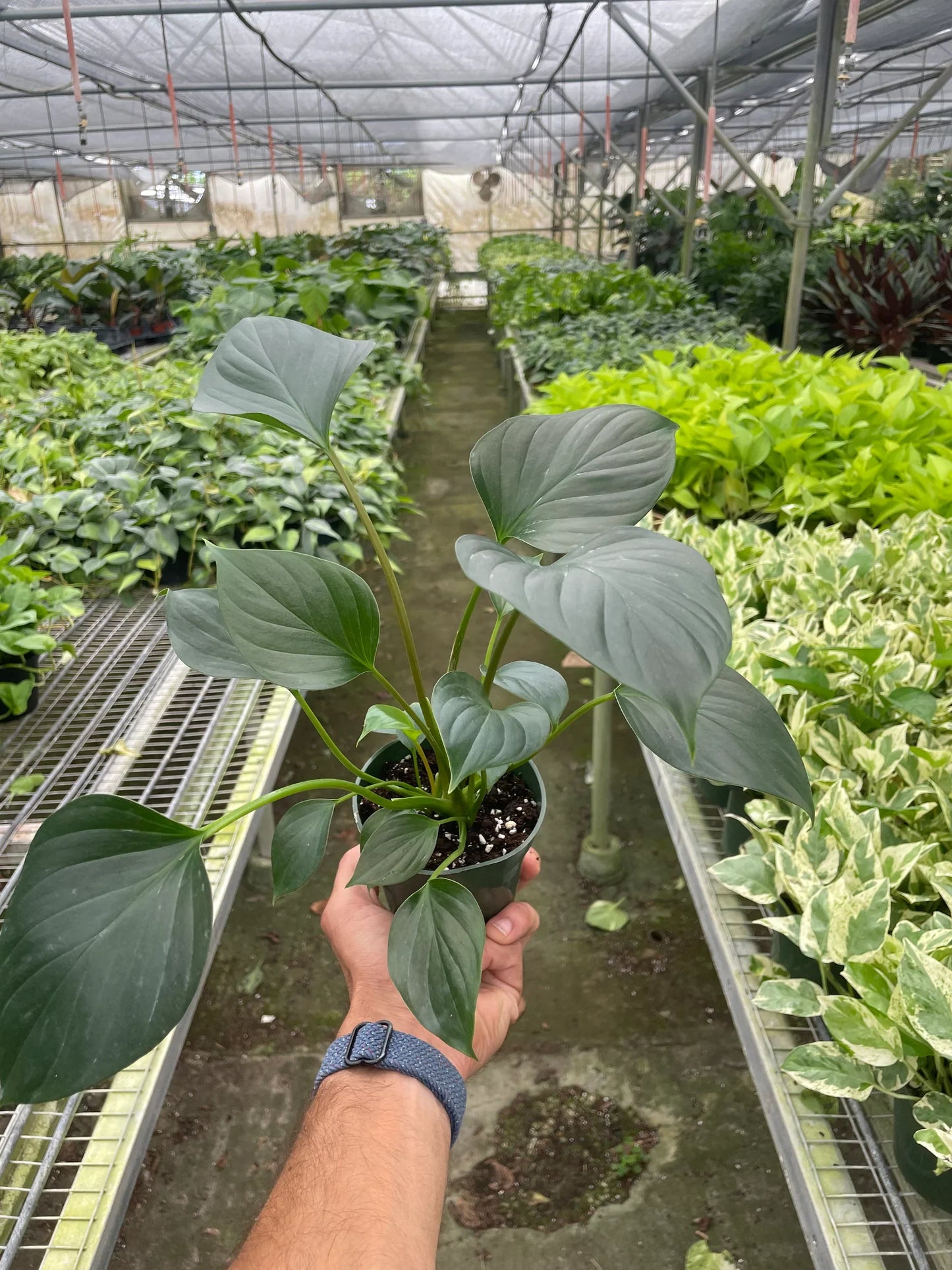 Homalomena Emerald Gem Live Houseplant