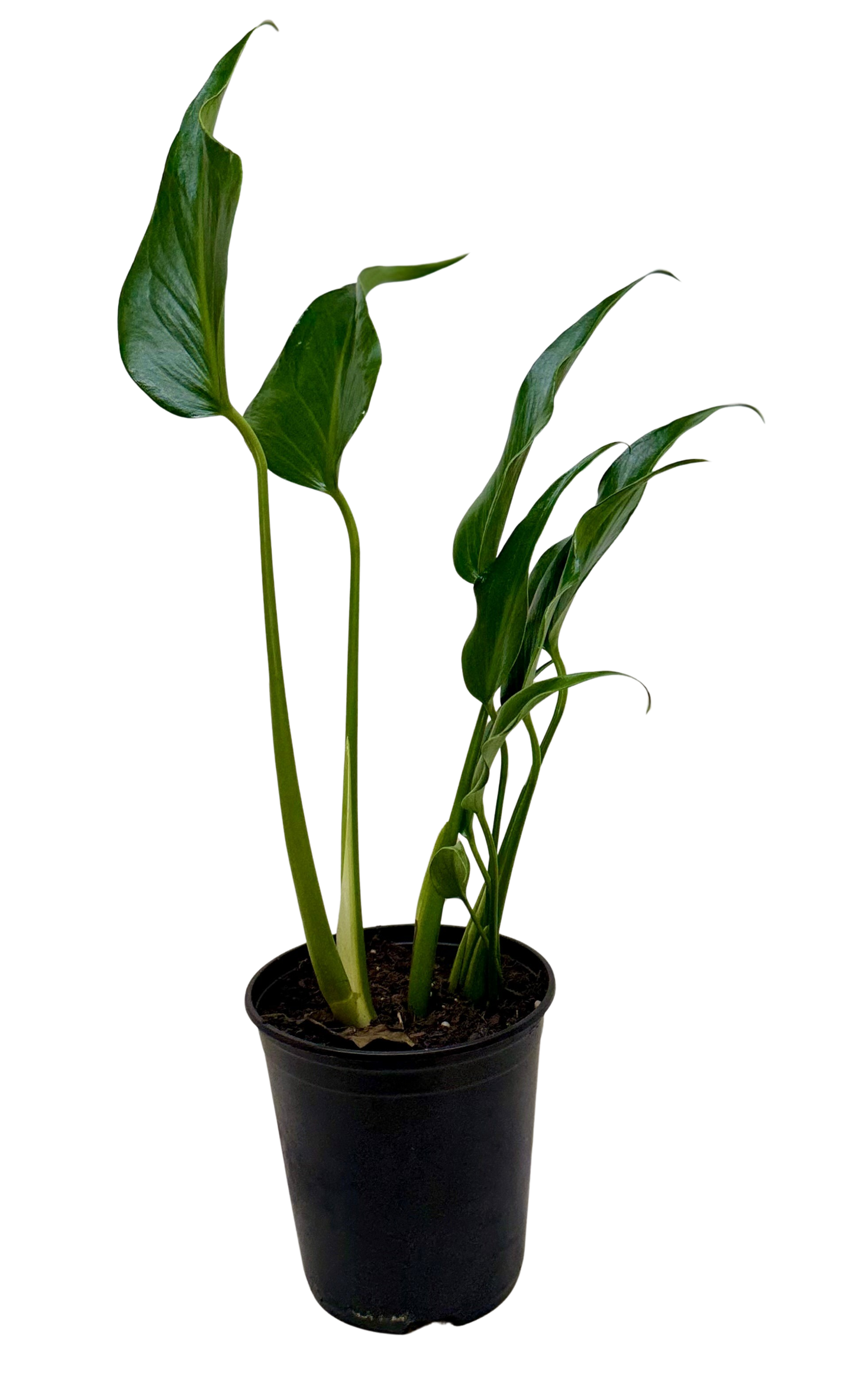 Monstera Burle Marx Flame Live Tropical Plant