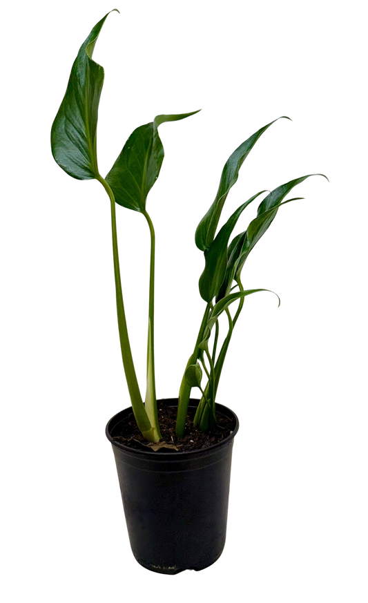 Monstera Burle Marx Flame Live Tropical Plant