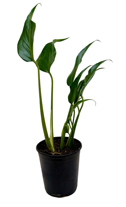 Monstera Burle Marx Flame Live Tropical Plant