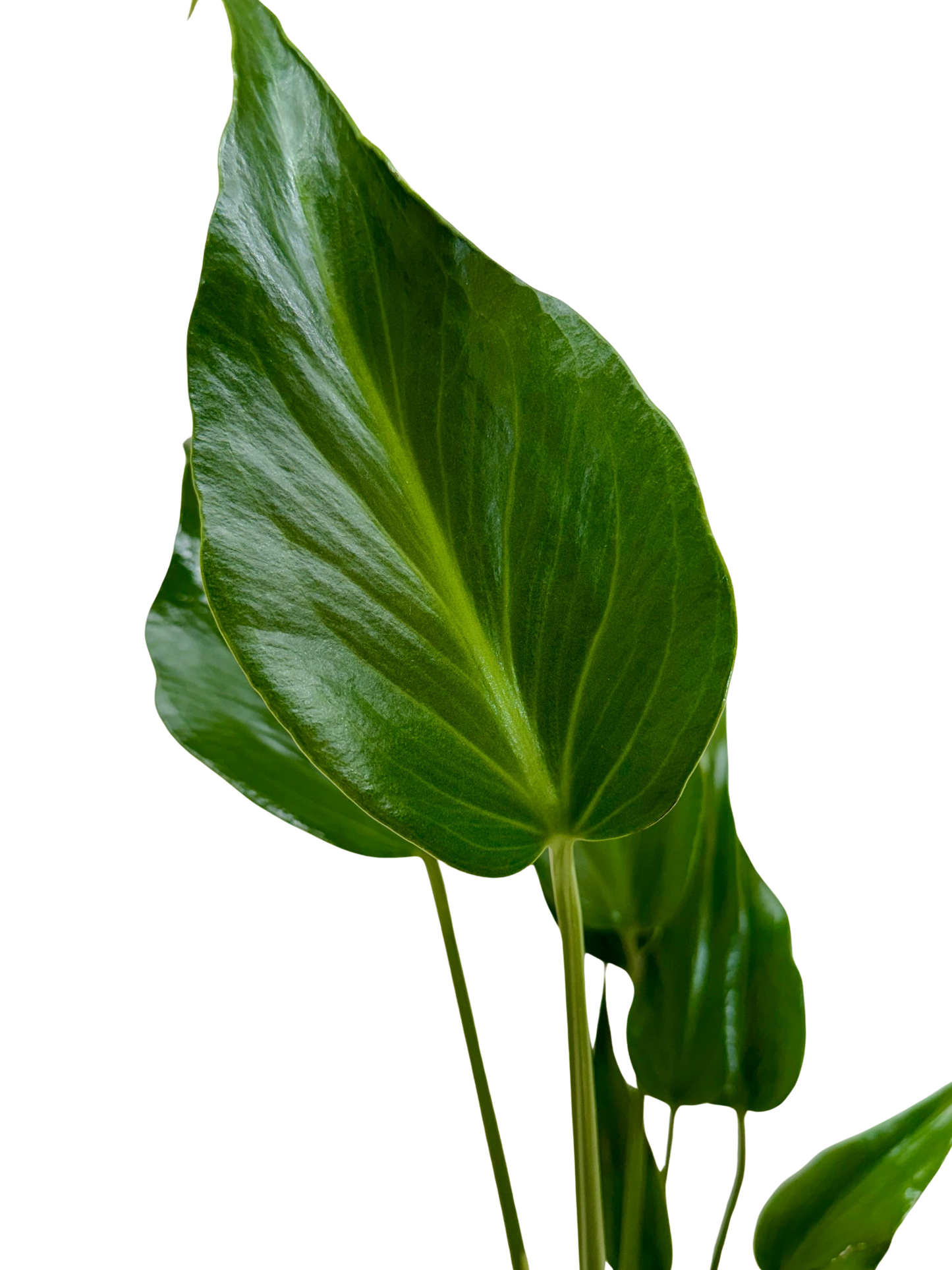 Monstera Burle Marx Flame Live Tropical Plant