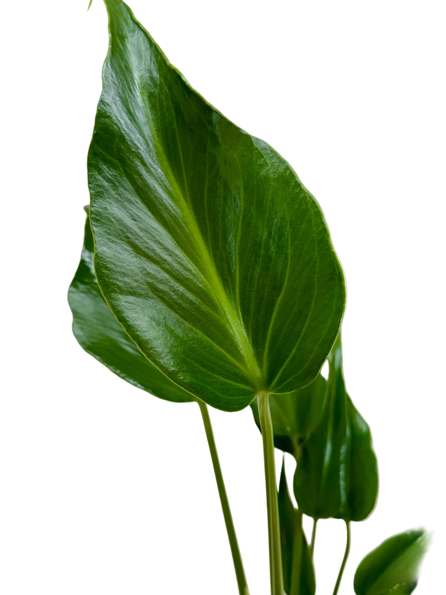 Monstera Burle Marx Flame Live Tropical Plant