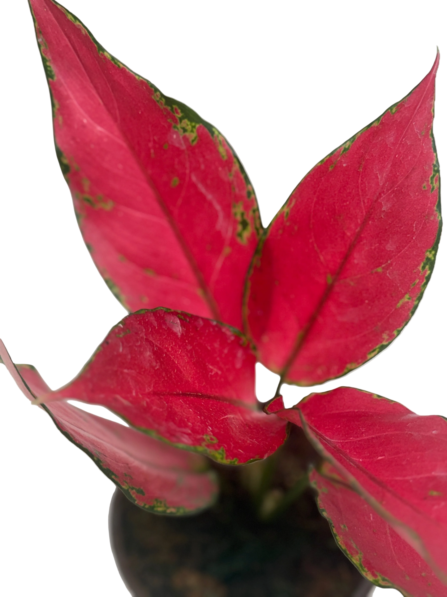Aglaonema Ruby Garuda