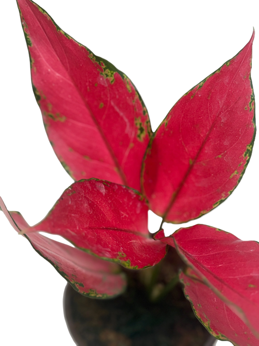 Aglaonema Ruby Garuda