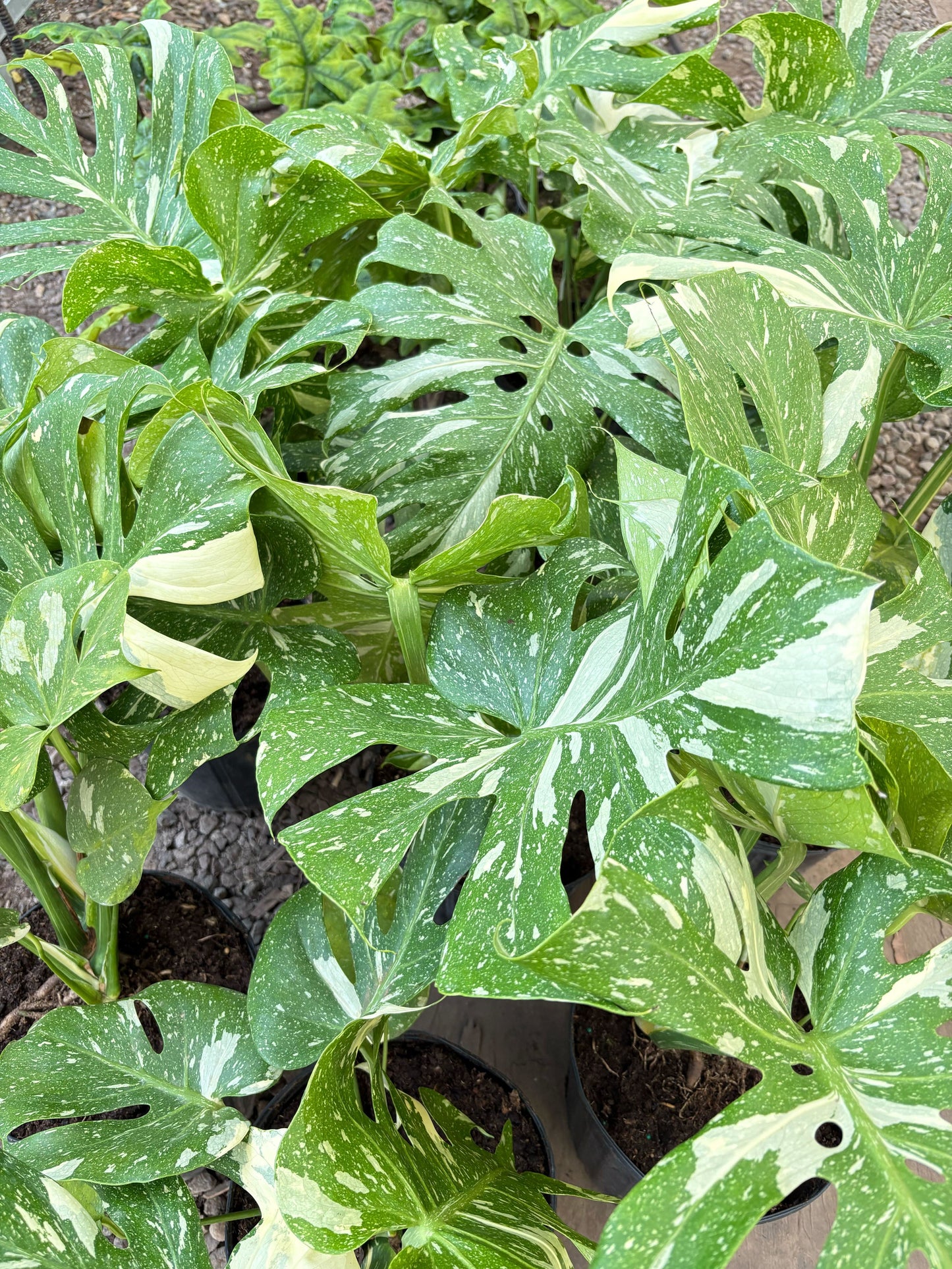Thai Constellation Monstera Live Variegated Plant