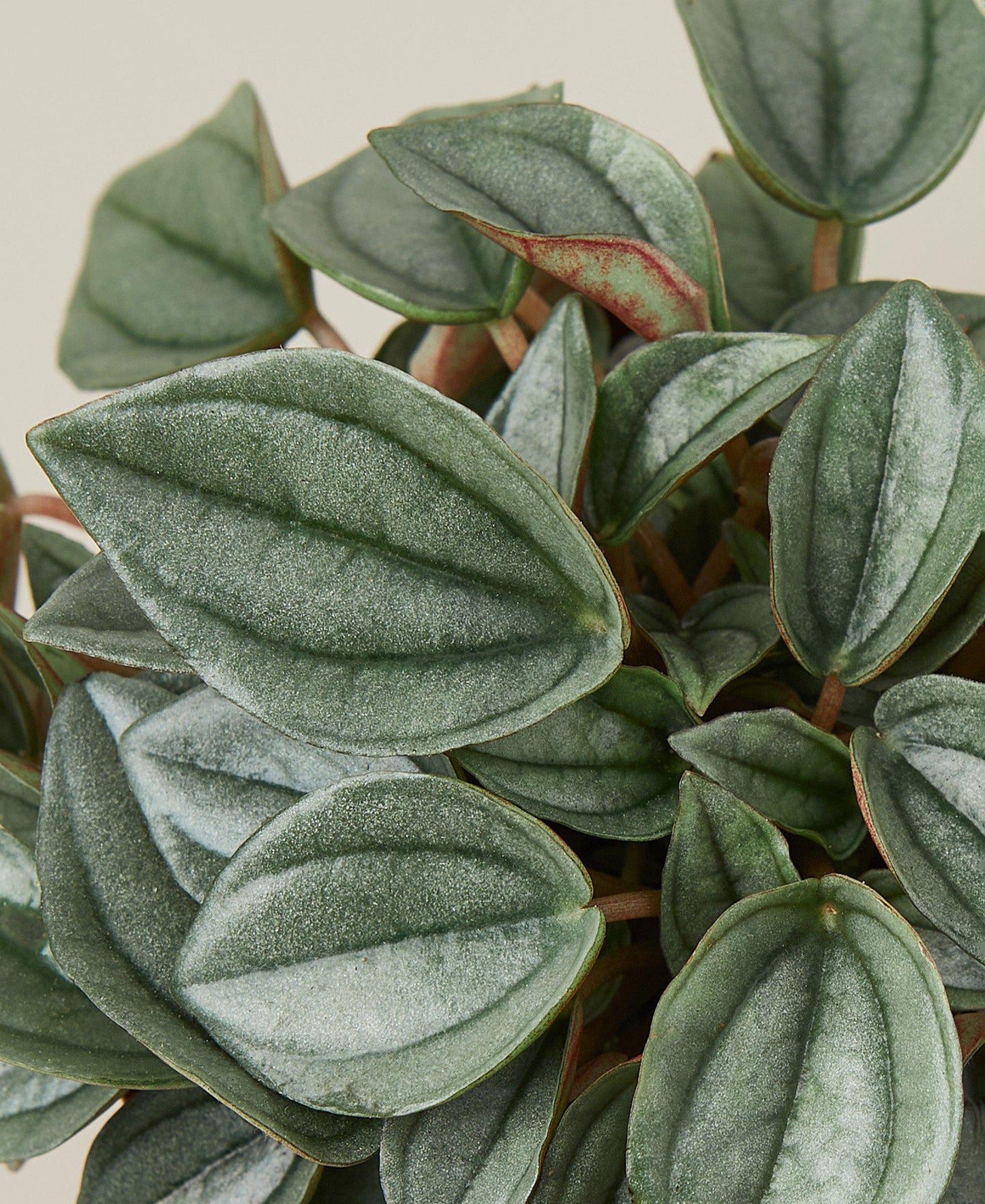 Peperomia Napoli Nights Live Plant – 4 Inch Pot