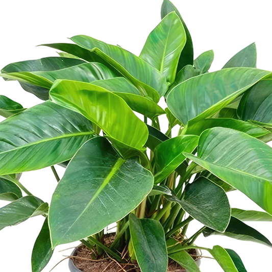 Green Congo Philodendron Live Houseplant – 6 Inch Pot