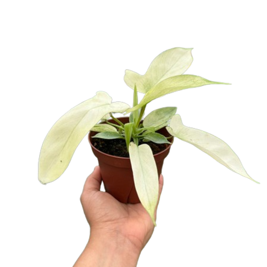 Florida Ghost Philodendron Live Rare Plant