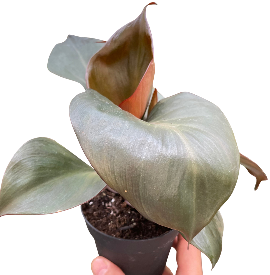 Red Heart Philodendron Live Houseplant