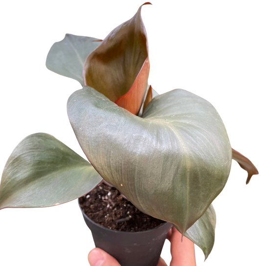 Red Heart Philodendron Live Houseplant