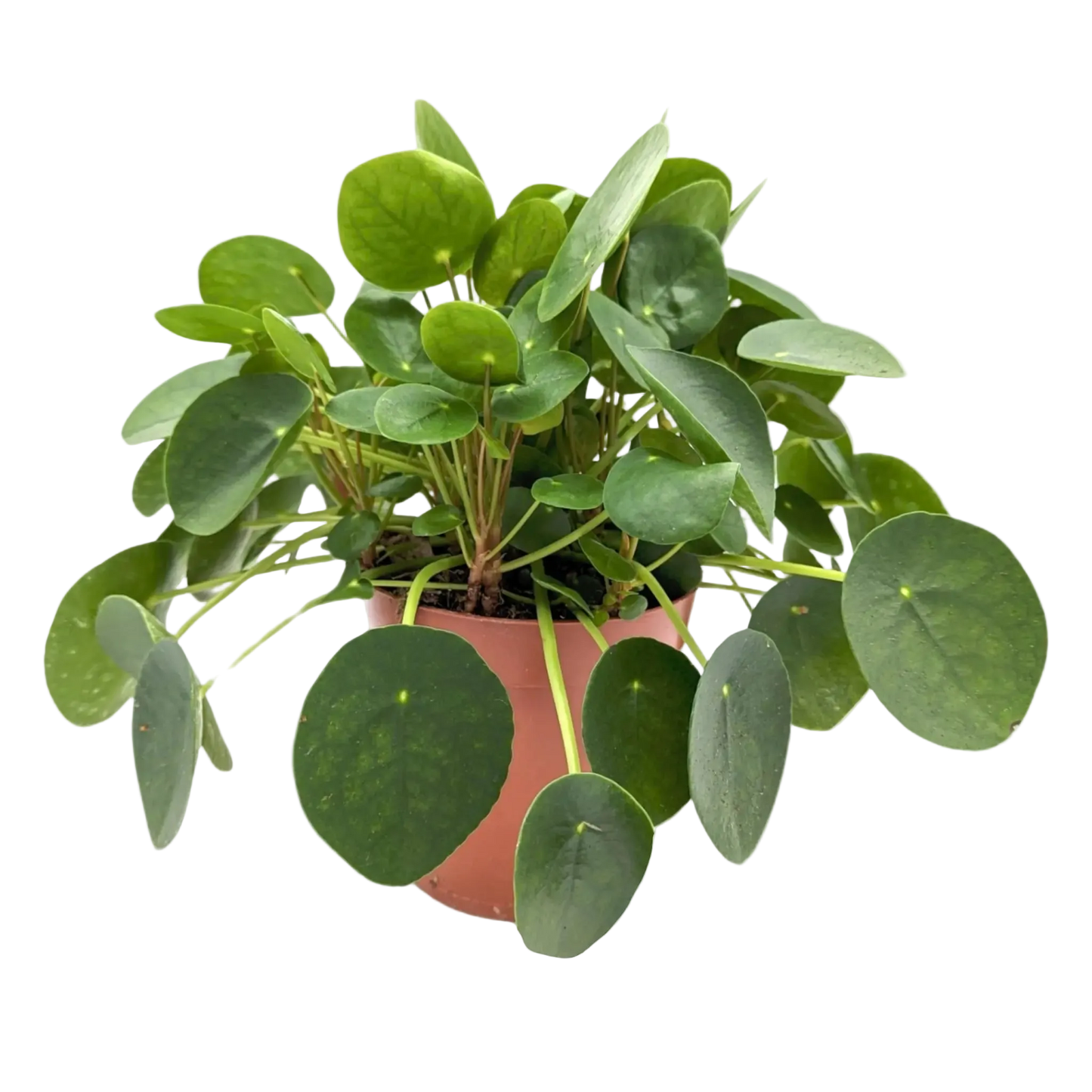 Chinese Money Plant Live Houseplant – 6 Inch Pot