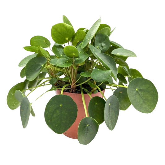 Chinese Money Plant Live Houseplant – 6 Inch Pot