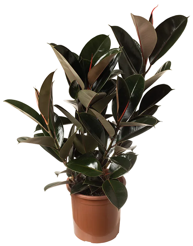 Ficus Elastica Burgundy Live Plant – 6 Inch Pot