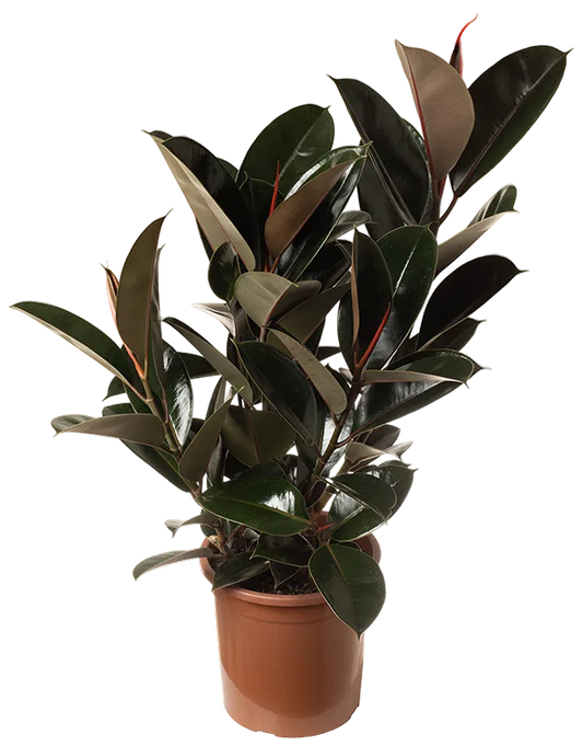 Ficus Elastica Burgundy Live Plant – 6 Inch Pot