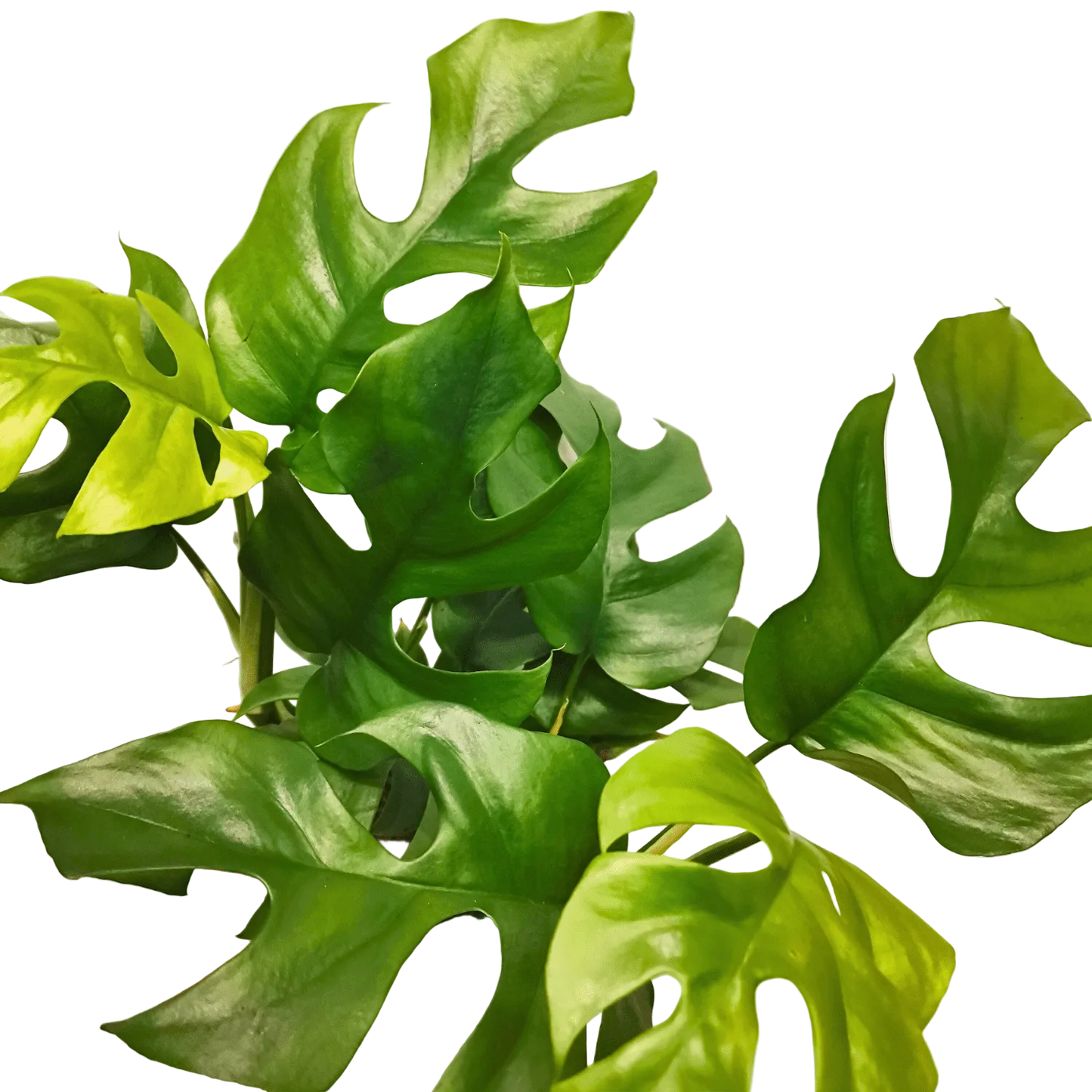 Monstera Minima Live Houseplant – 6 Inch Pot