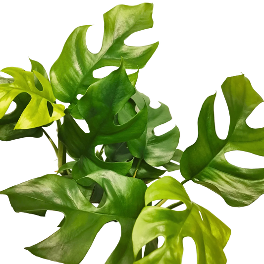 Monstera Minima Live Houseplant – 6 Inch Pot
