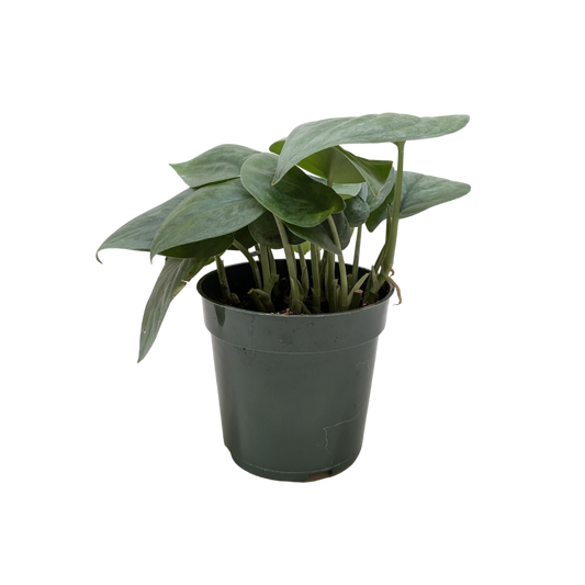 Scindapsus Platinum Java Live Houseplant