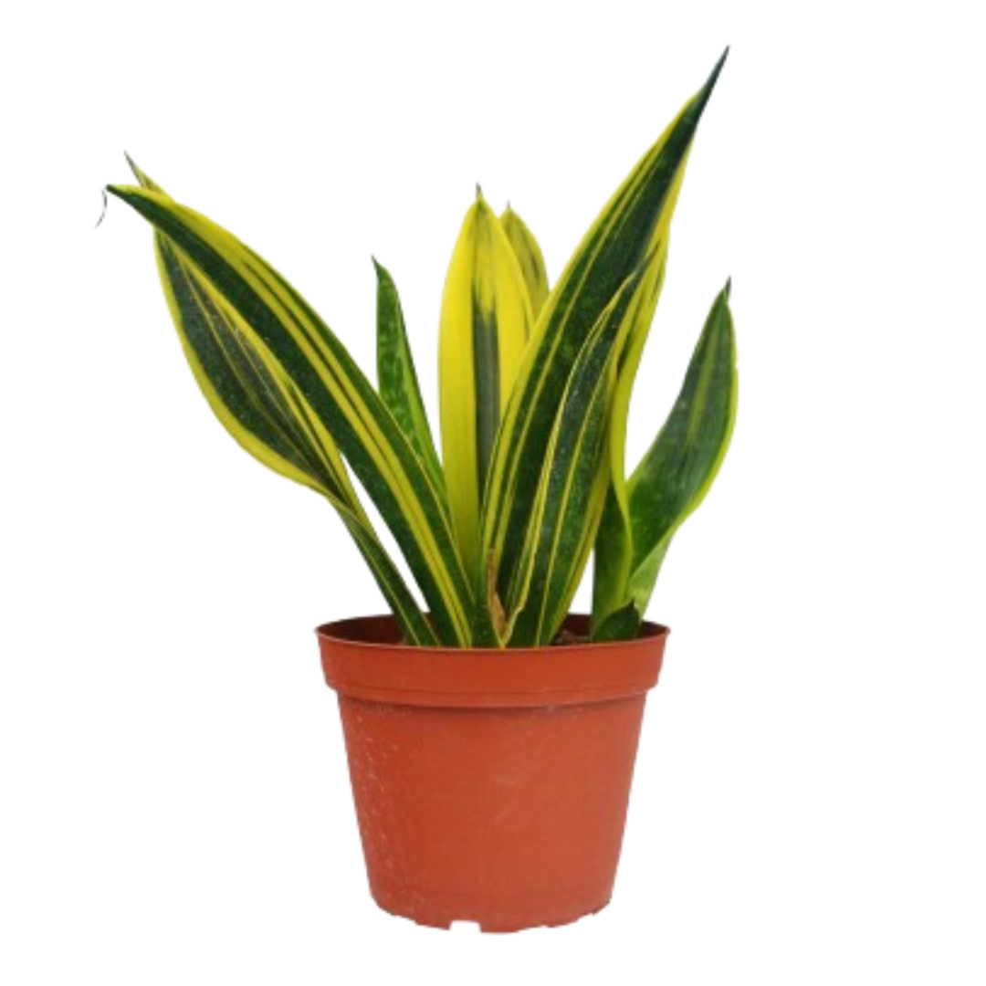Gold Flame Snake Plant Live Houseplant
