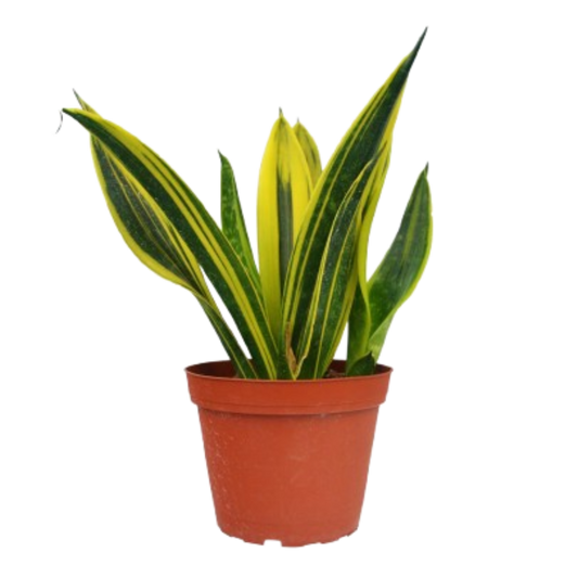 Gold Flame Snake Plant Live Houseplant