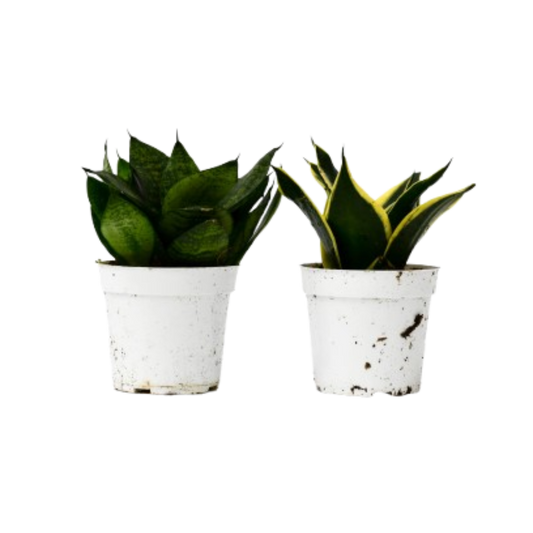 Snake Plant Live Plant Bundle – Set of 2 in 4" Pots