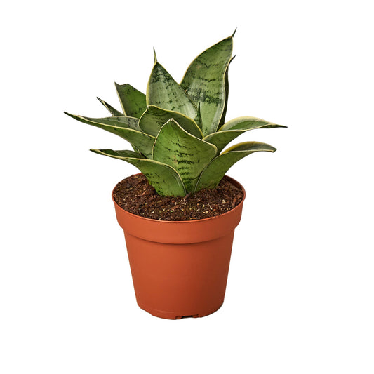 Starlight Snake Plant Live Houseplant