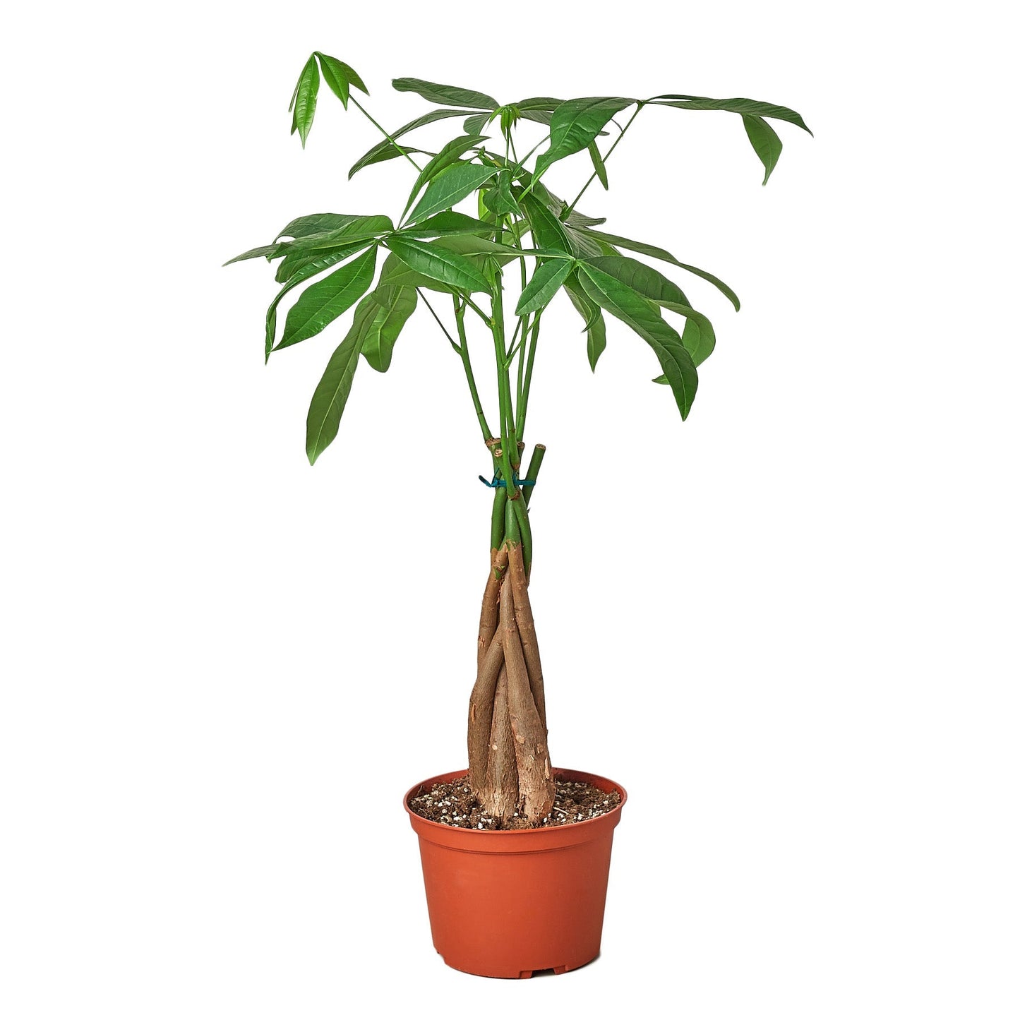 Braided Money Tree Live Plant – 4 Inch Pot