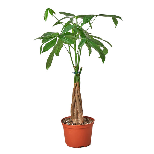 Braided Money Tree Live Plant – 4 Inch Pot