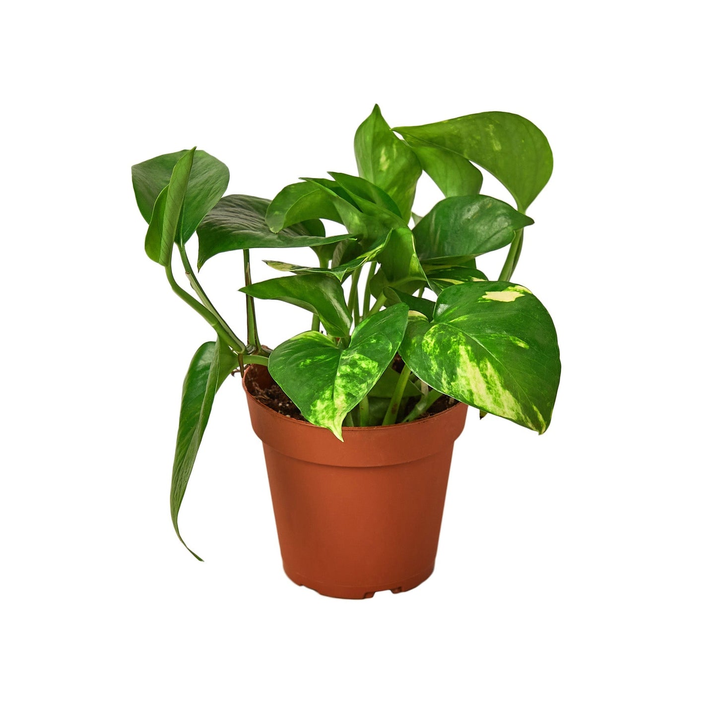 Golden Pothos Live Houseplant – 4 Inch Pot