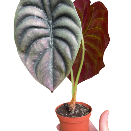 Alocasia Red Secret Live Tropical Plant