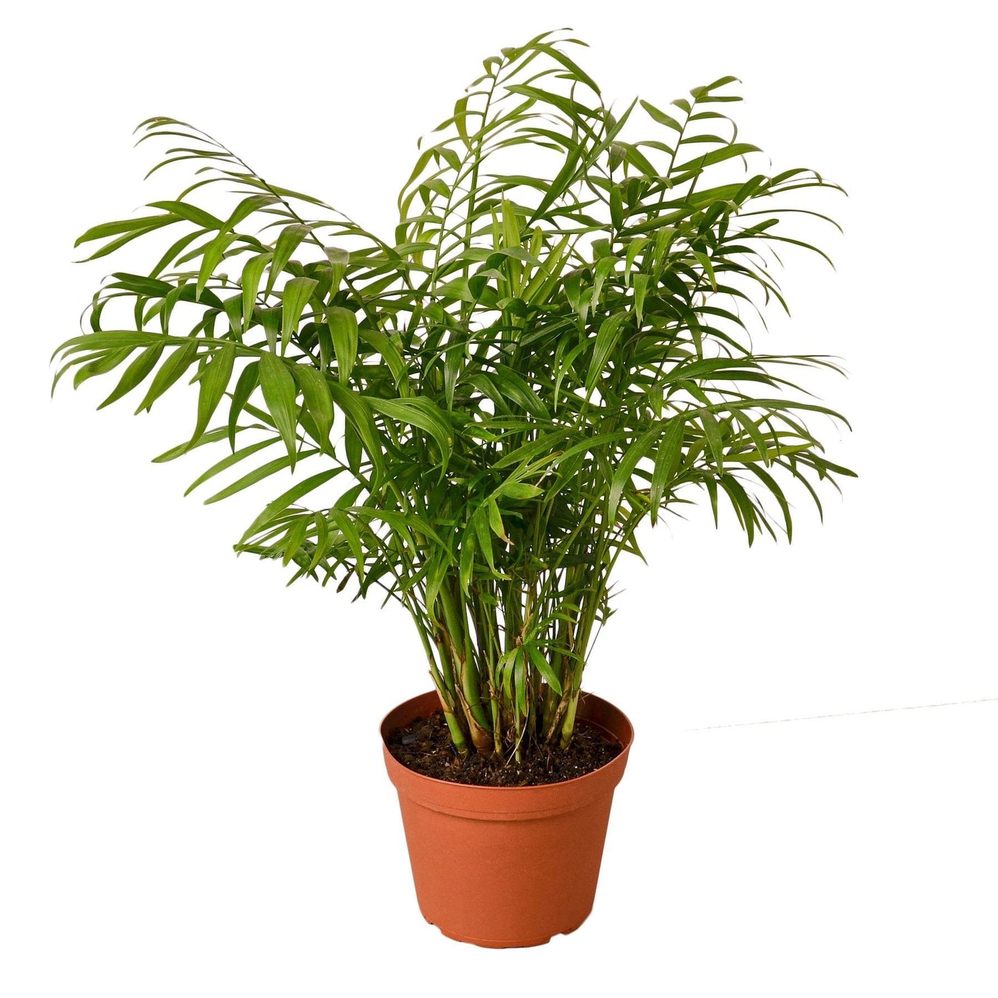 Parlor Palm Live Houseplant – 6 Inch Pot