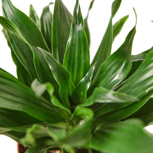 Dracaena Janet Craig Live Plant – 6 Inch Pot