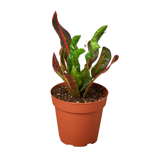 Croton Mammy Live Houseplant