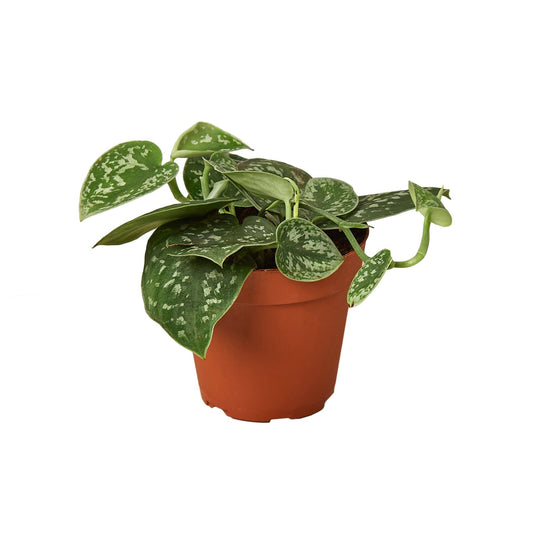 Satin Pothos Scindapsus Live Plant – 4 Inch Pot