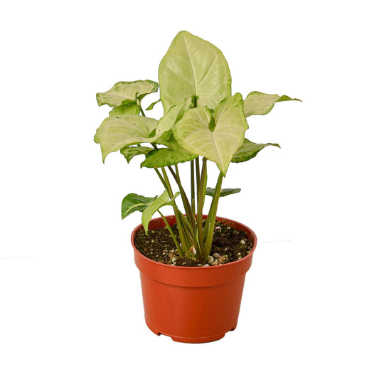 Syngonium White Butterfly - 4"
