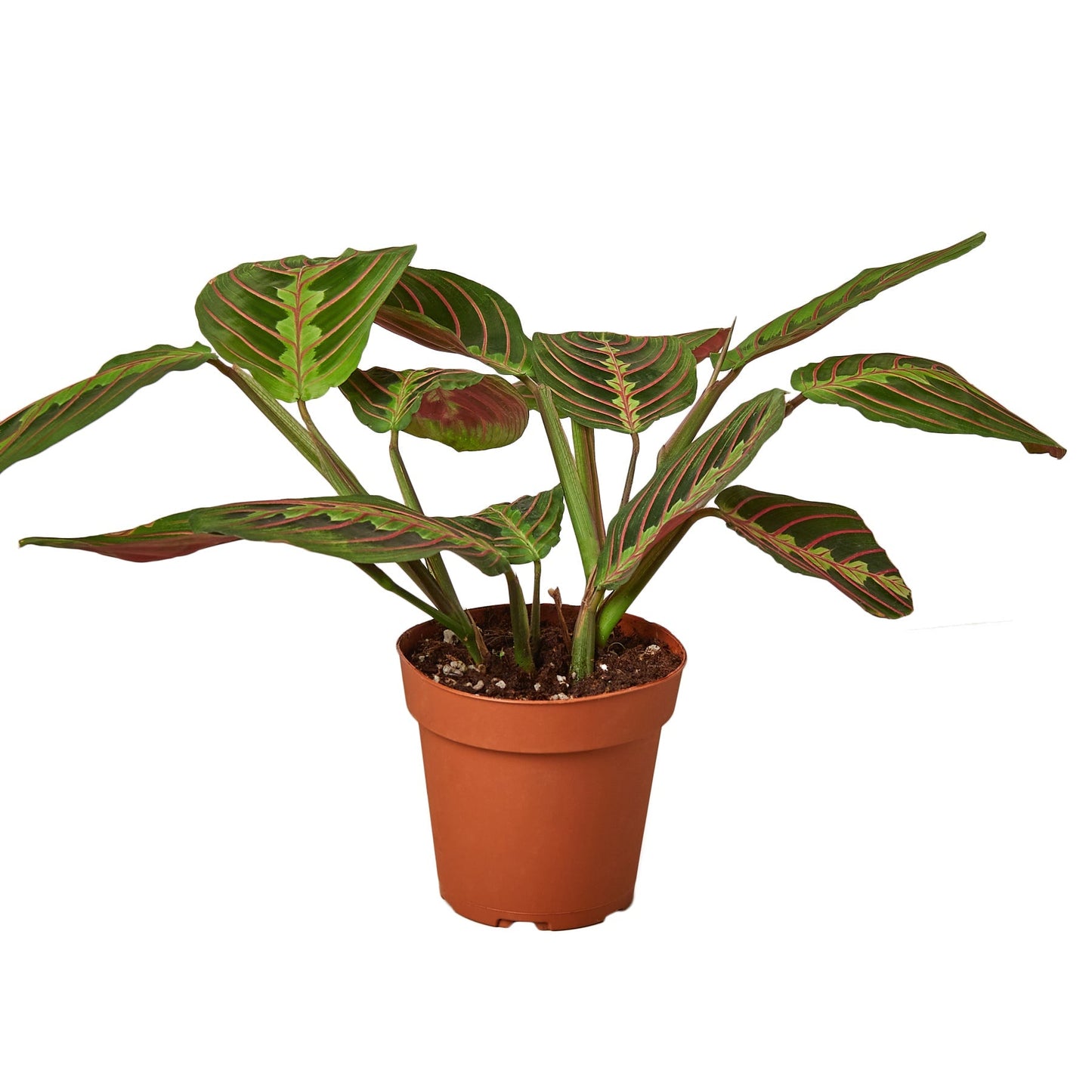 Red Prayer Plant Maranta Live Plant – 4 Inch Pot