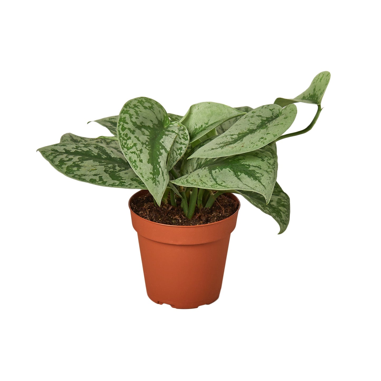 Scindapsus Silver Splash Live Houseplant