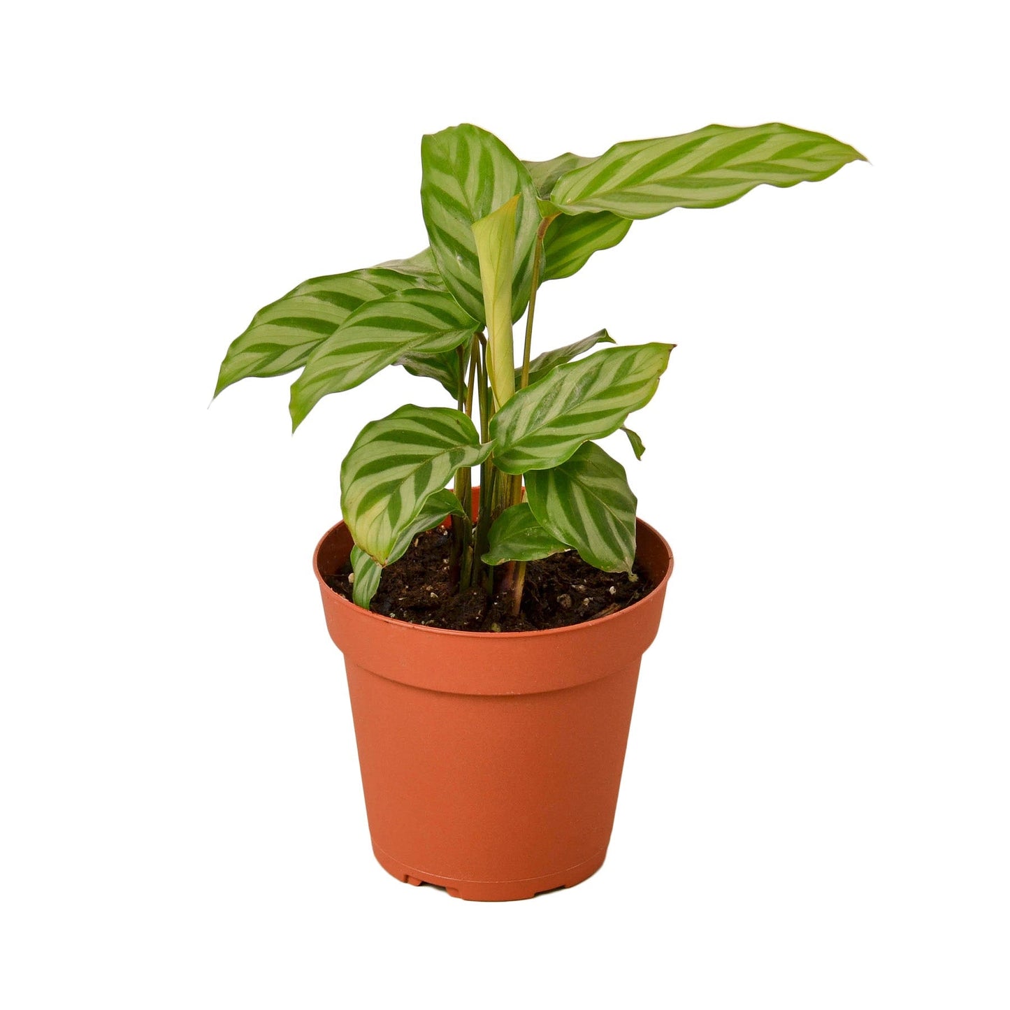 Calathea Freddie Live Prayer Plant – 4 Inch Pot