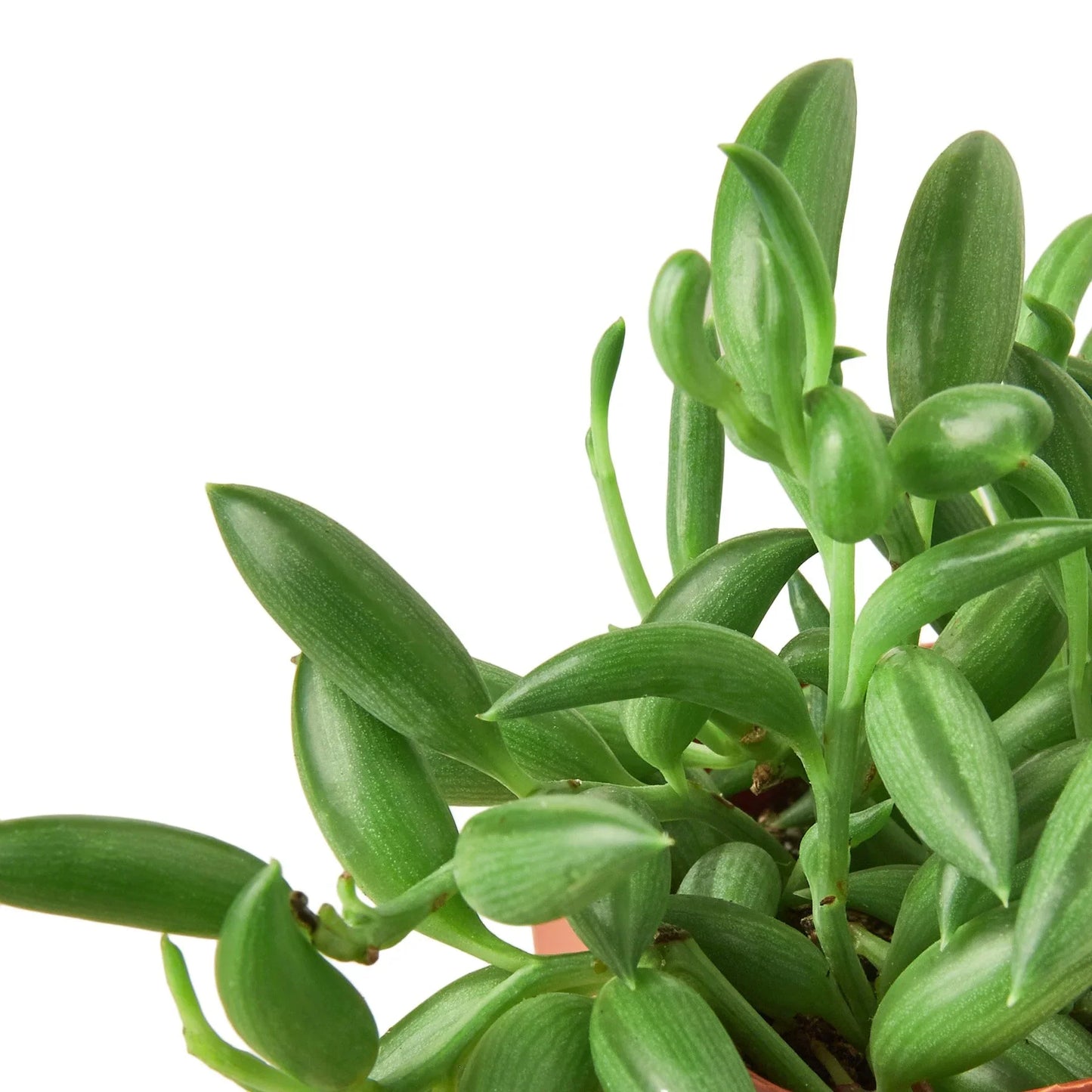 String of Bananas Live Trailing Succulent