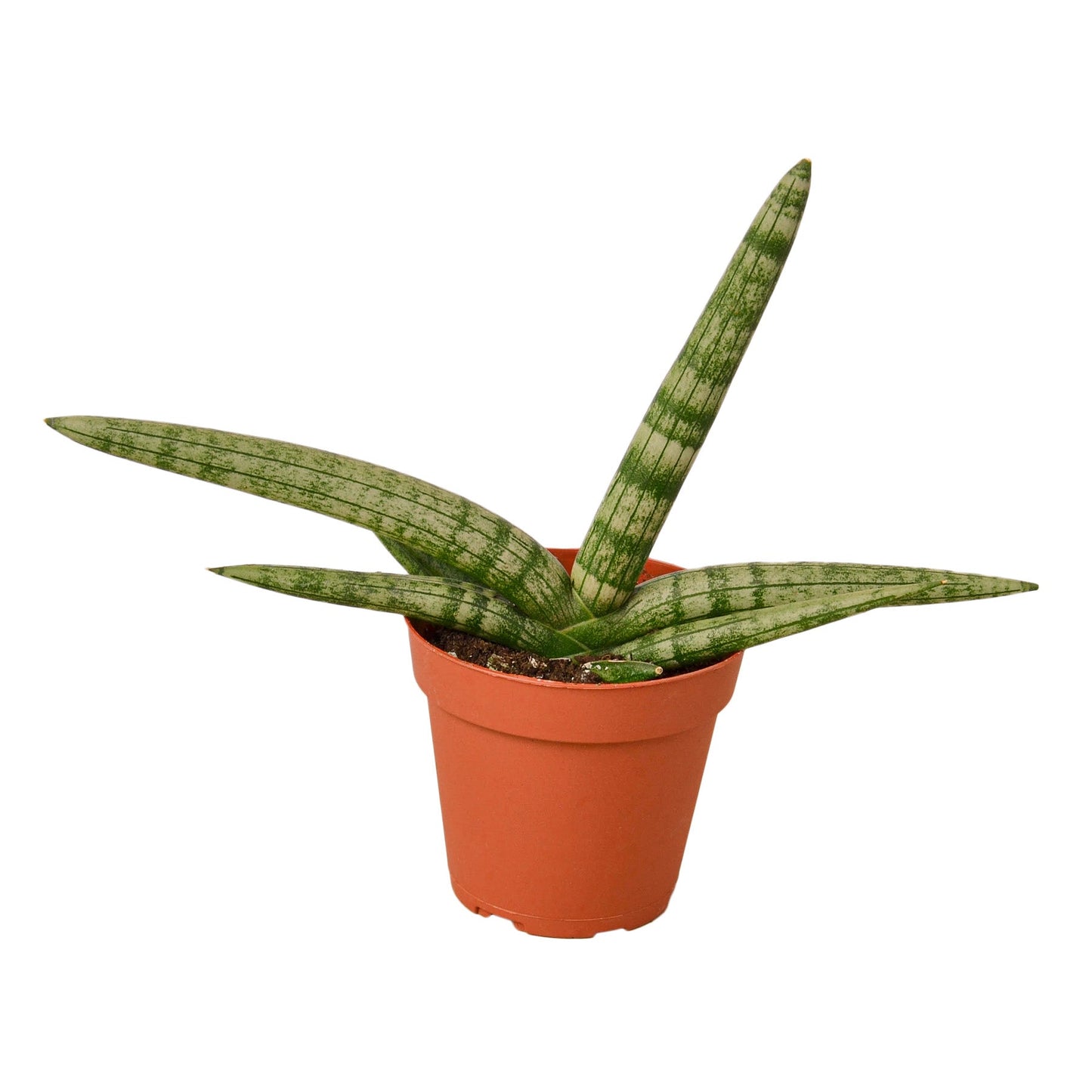 Starfish Snake Plant Live Houseplant