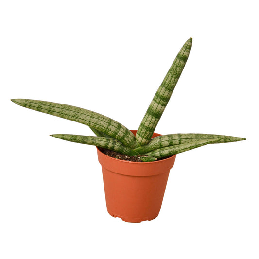 Starfish Snake Plant Live Houseplant