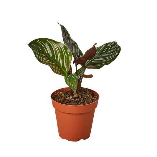 Calathea Ornata Pin Stripe Live Plant – 4 Inch Pot
