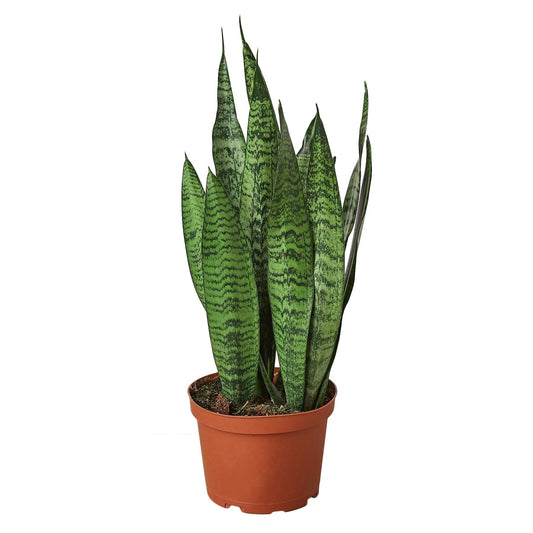 Zeylanica Snake Plant Live Houseplant – 6 Inch Pot
