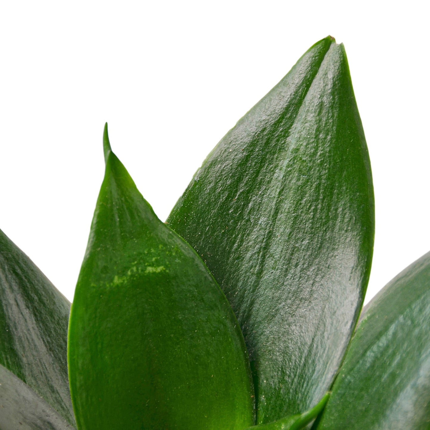 Jade Snake Plant Live Houseplant
