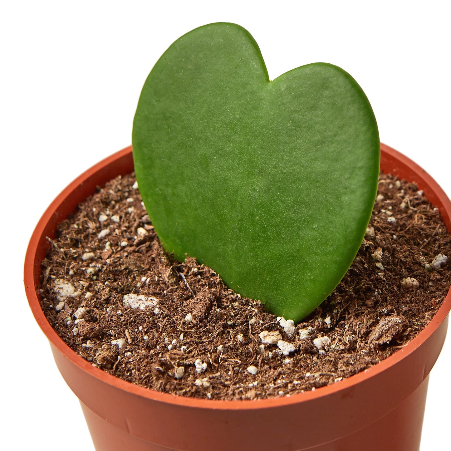 Sweetheart Hoya Live Houseplant
