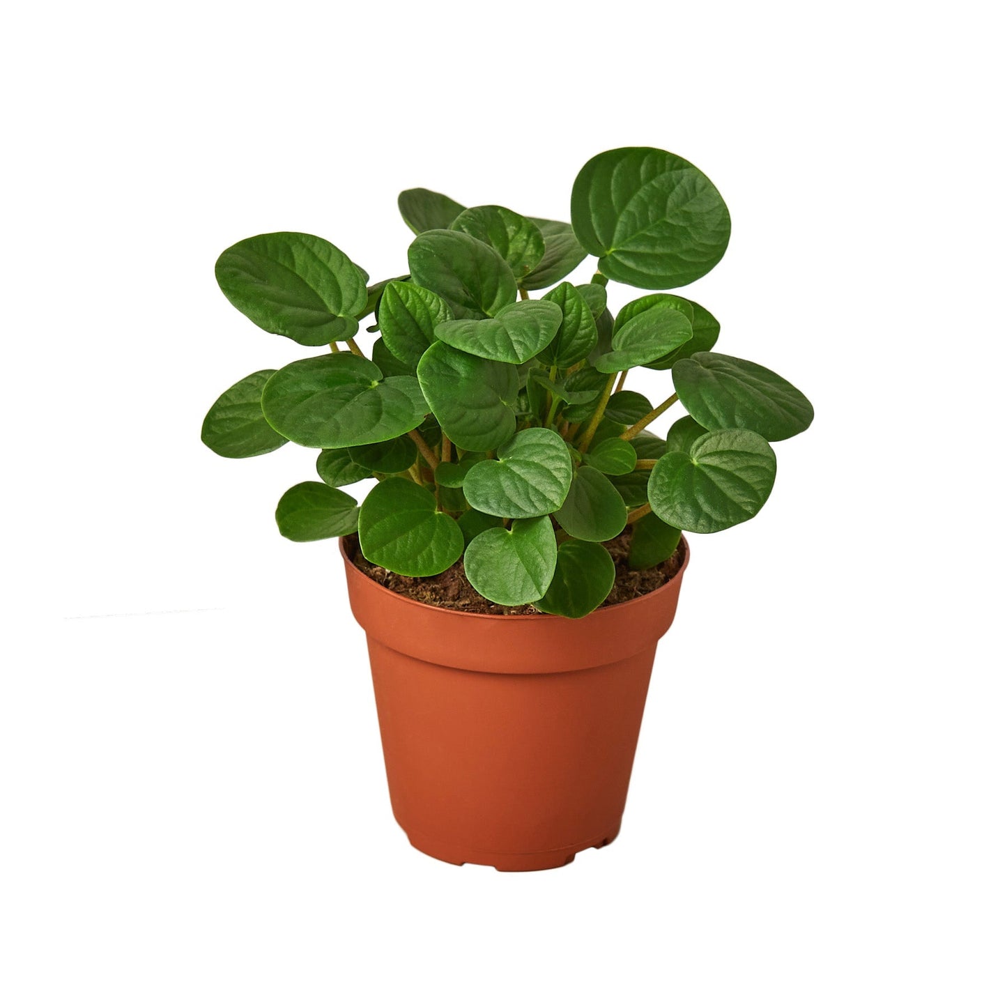 Peperomia Rana Verde Live Plant – 4 Inch Pot