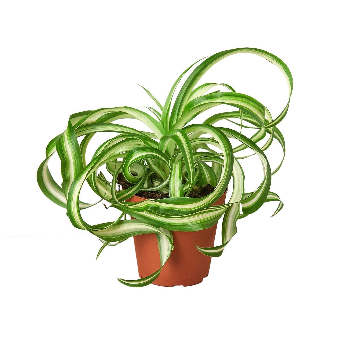 Bonnie Spider Plant Live Houseplant – 4 Inch Pot